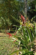 guatemala159