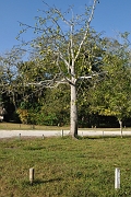 guatemala164