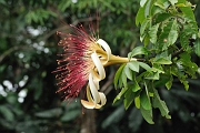 guatemala189
