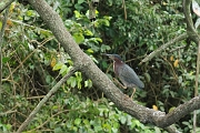 guatemala199