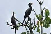 guatemala201