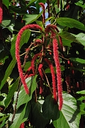 guatemala221
