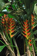 guatemala225