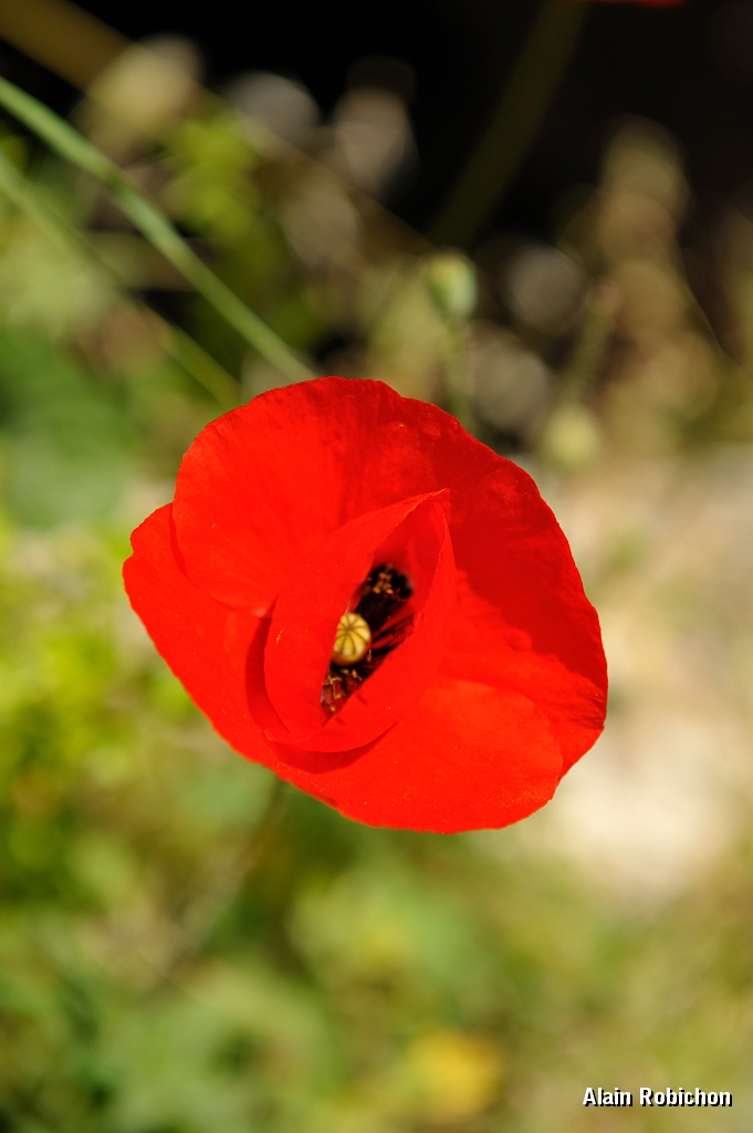 _DSC0606.jpg