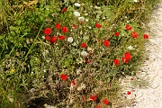_DSC0608