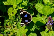 _DSC4006