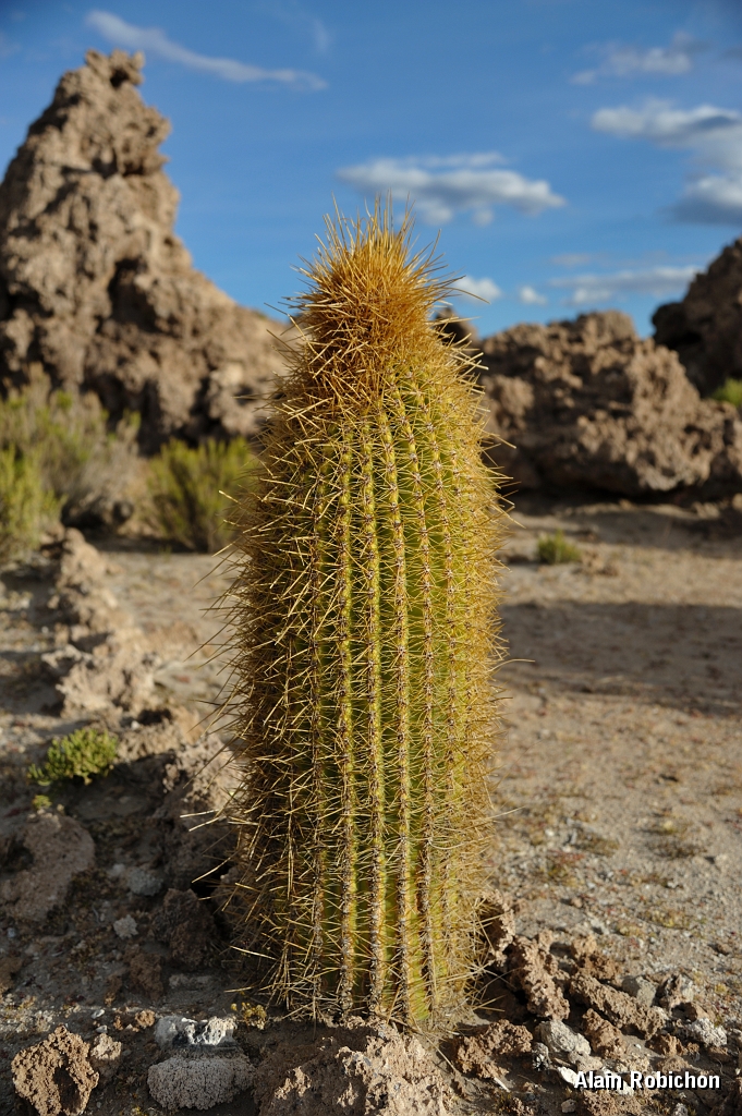 _DSC4974.jpg