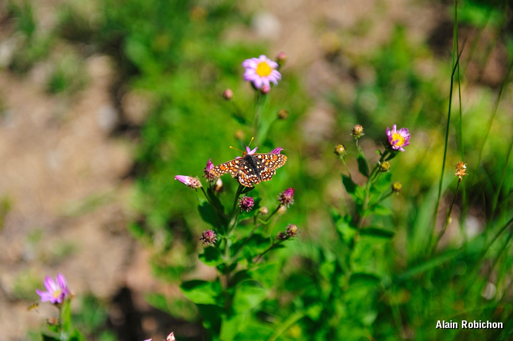 _DSC7596.jpg
