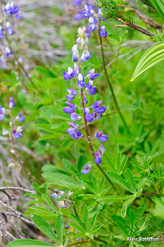 _DSC7601.jpg