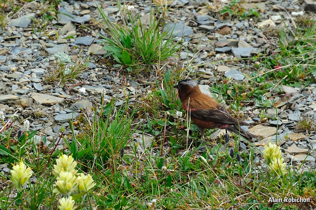 _DSC7797.jpg