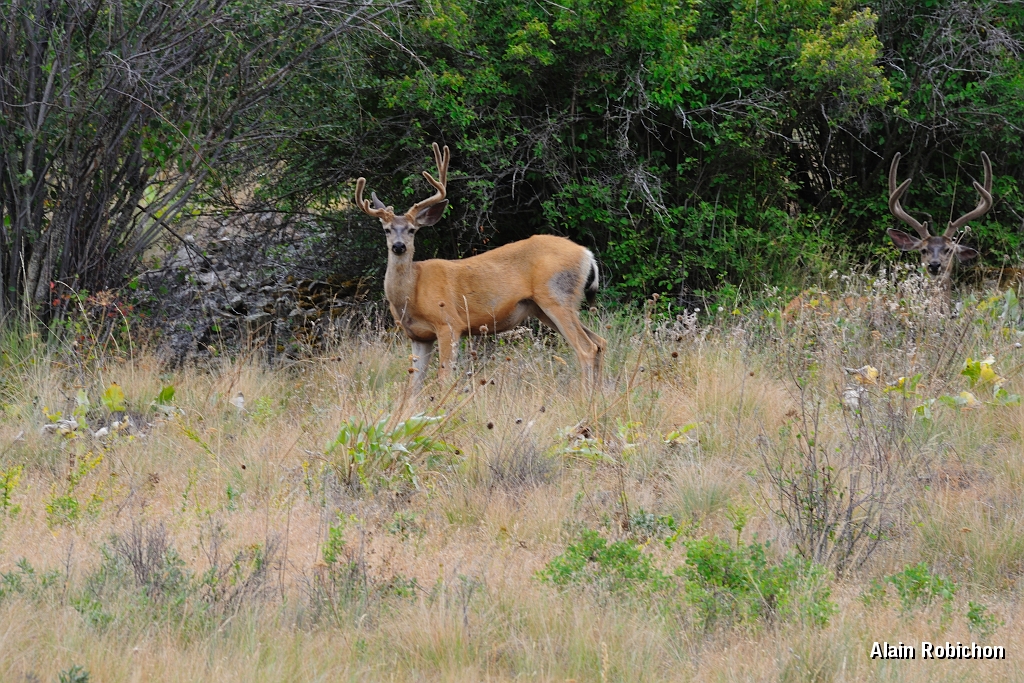 _DSC7985.jpg