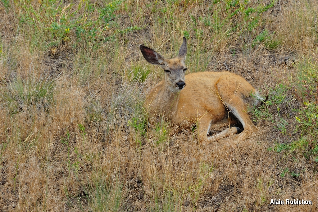 _DSC7987.jpg