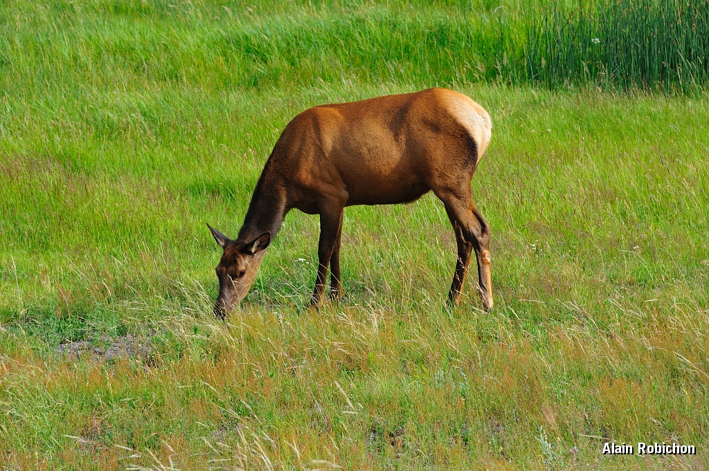 _DSC8109.jpg