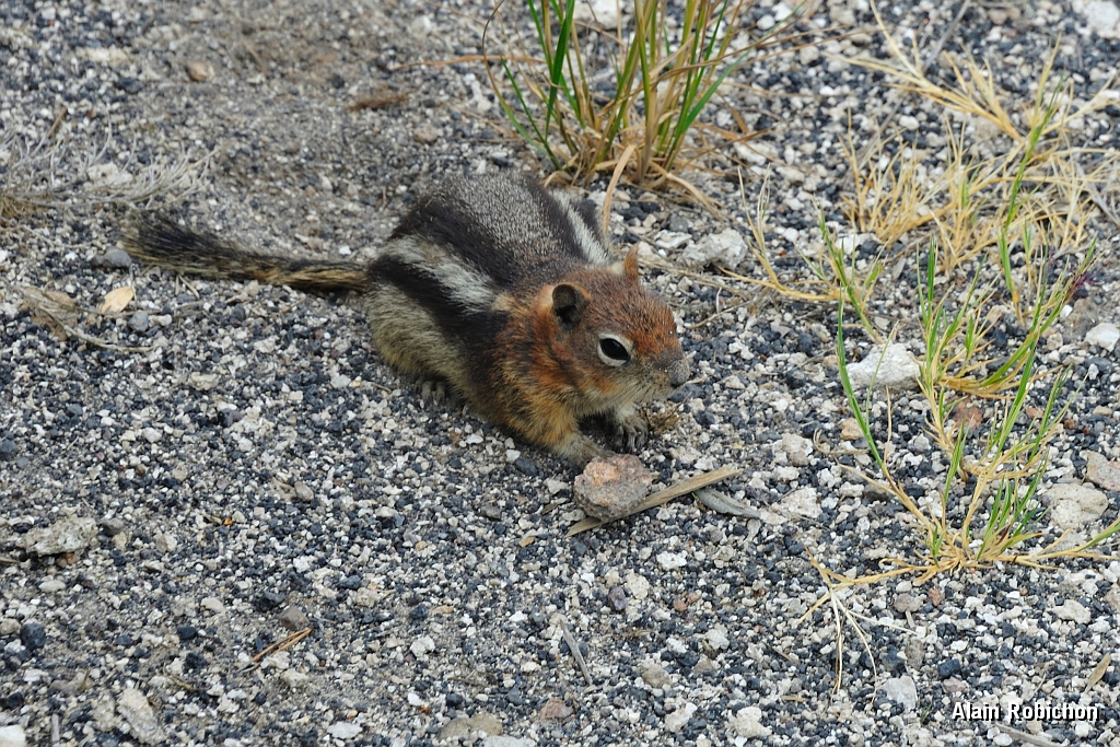 _DSC8154.jpg