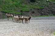 _DSC7958