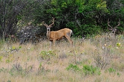 _DSC7985