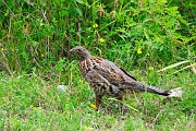 _DSC7990