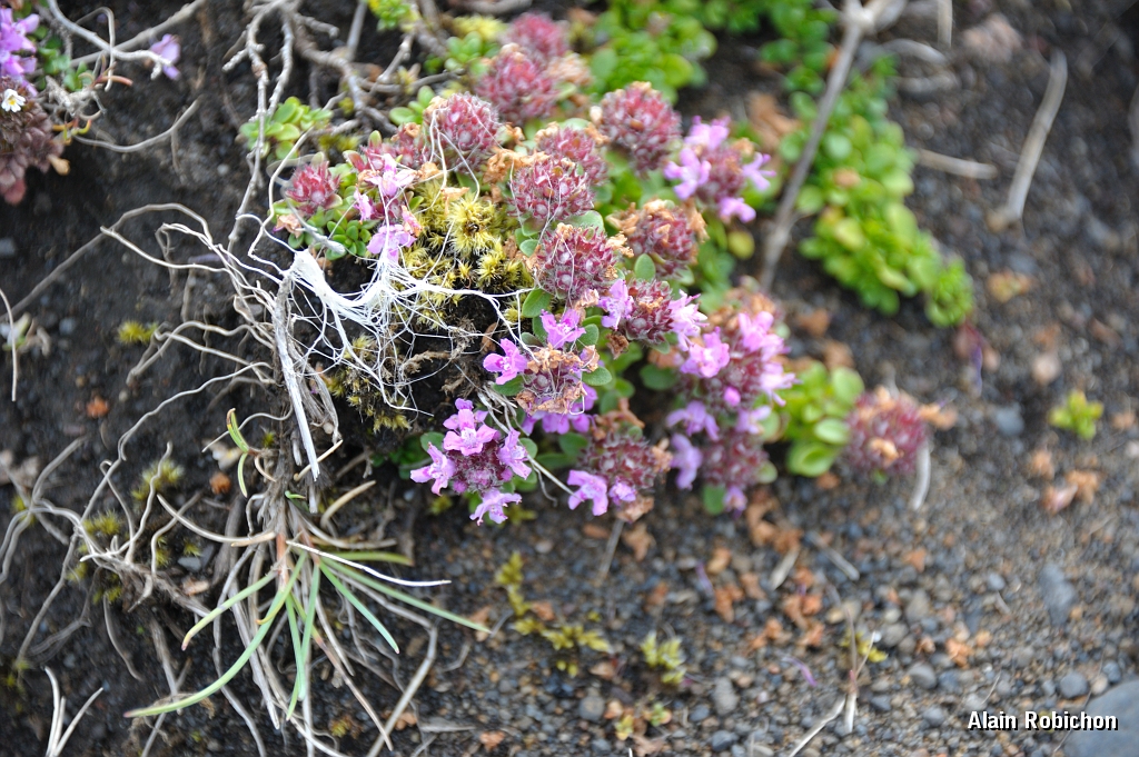 _DSC1743.JPG